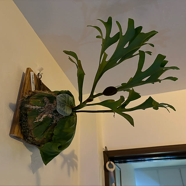 likeさんの部屋
