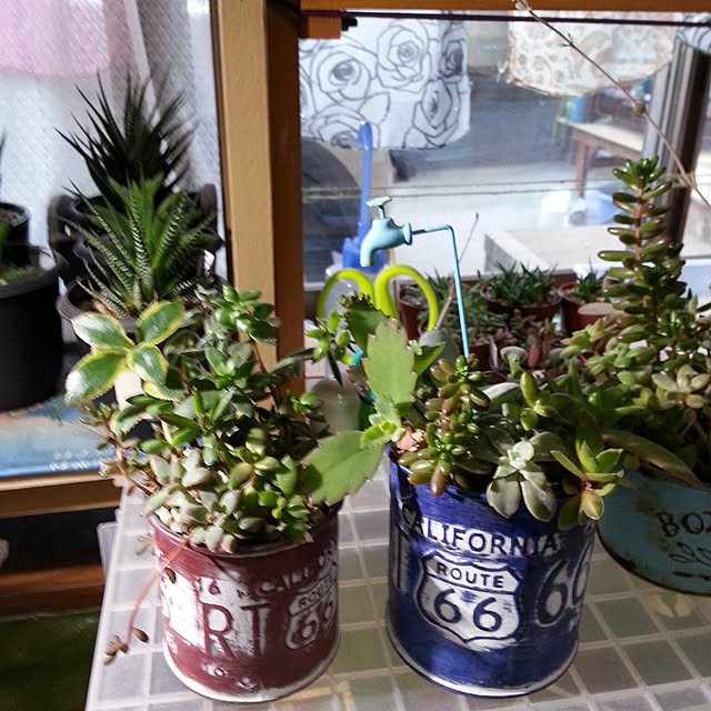 ベッド周り/多肉植物のインテリア実例 - 2019-11-17 08:39:45