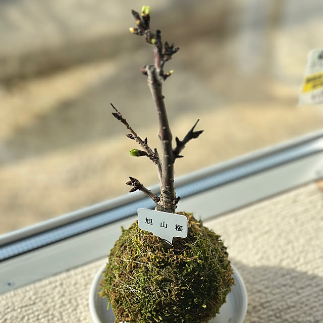 Cookieさんの実例写真