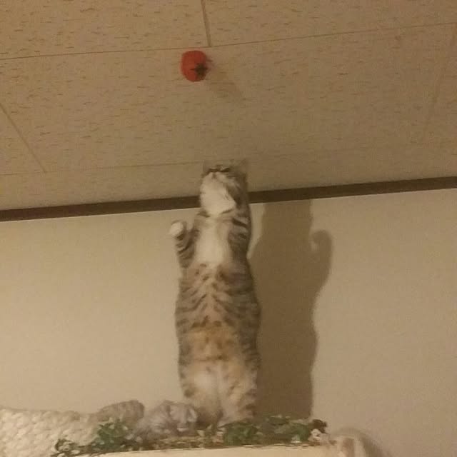 annさんの実例写真