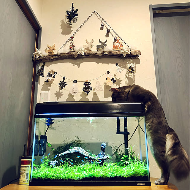 paradise_viewさんの実例写真