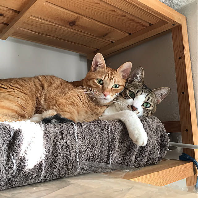 chicchiさんの実例写真
