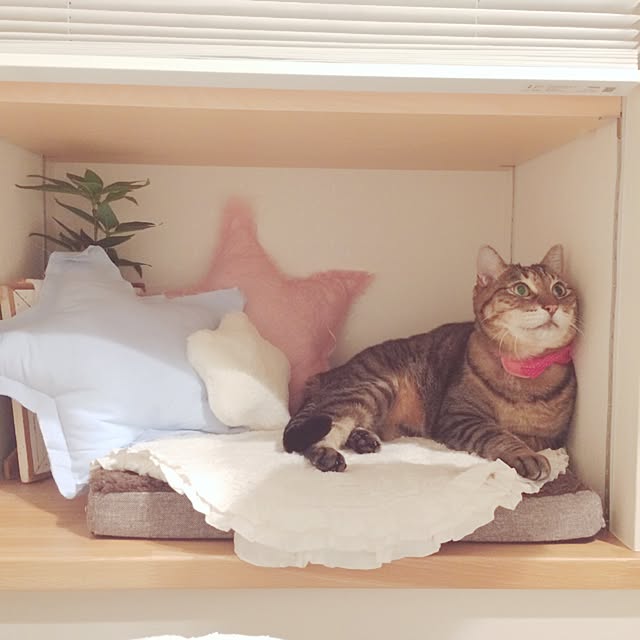 lovecatさんの実例写真