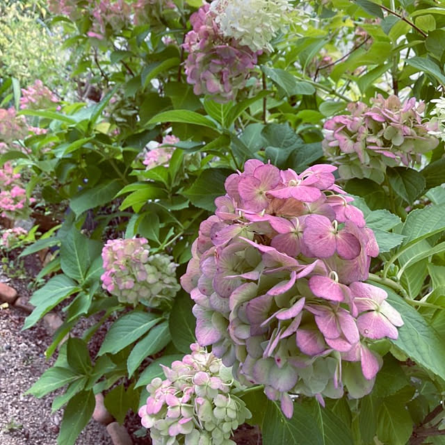 min_nimさんの実例写真