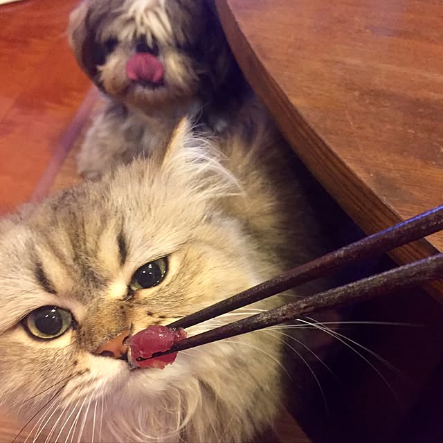 butachanさんの実例写真