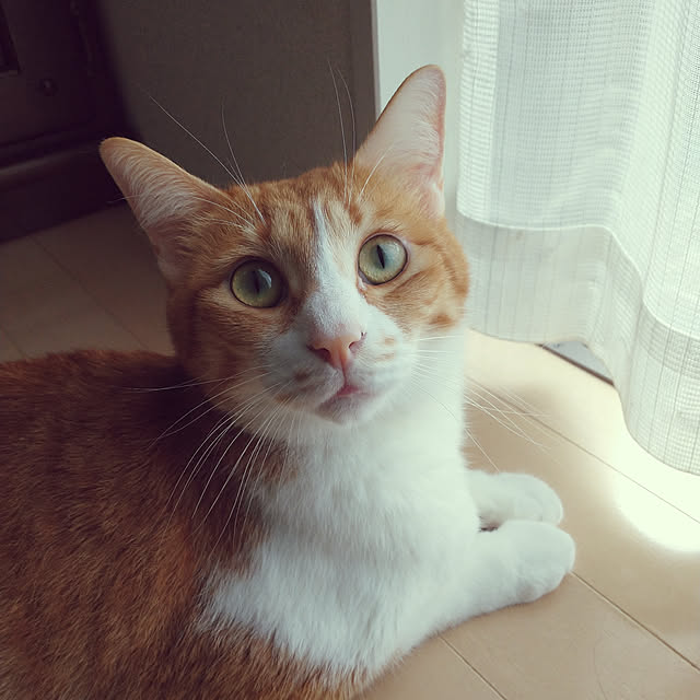 suisaiさんの実例写真