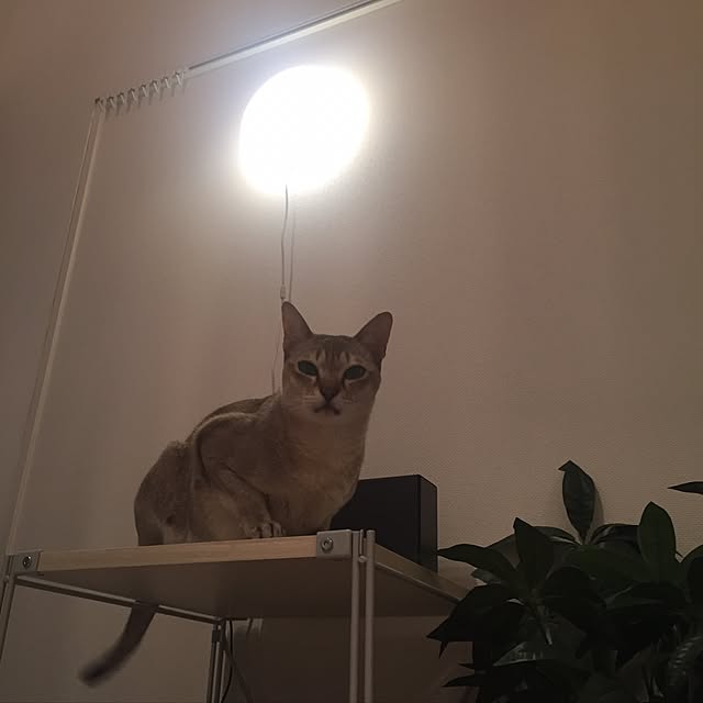 cocomimiさんの実例写真