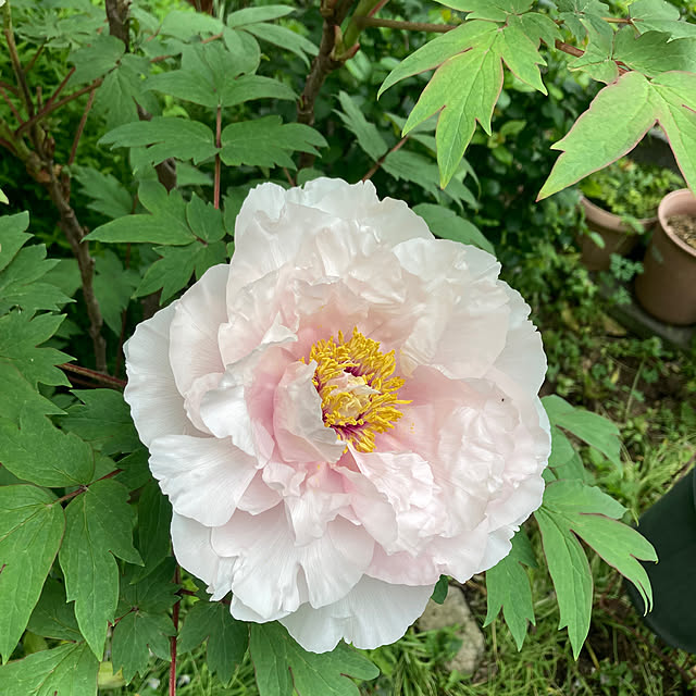 amiromikaさんの実例写真