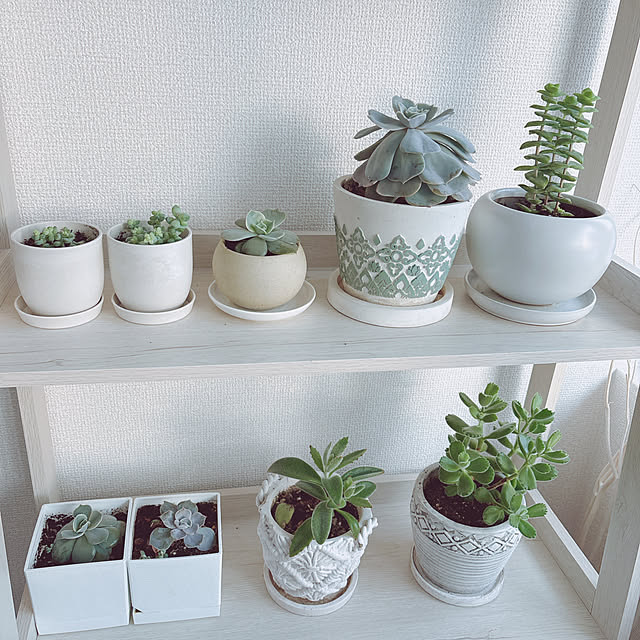 pedaroさんの実例写真