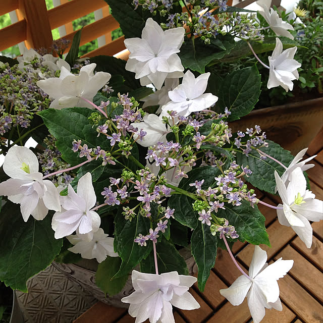 2.11maririnさんの実例写真