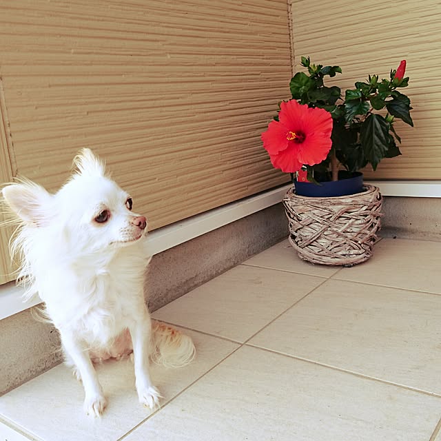 naechan2525さんの実例写真