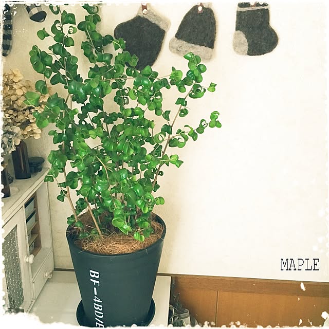 mapleさんの実例写真