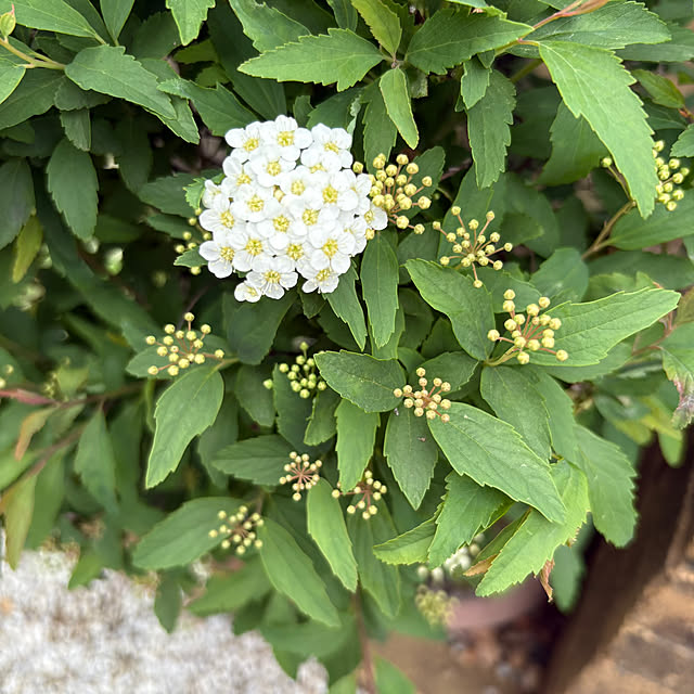 nannoさんの実例写真