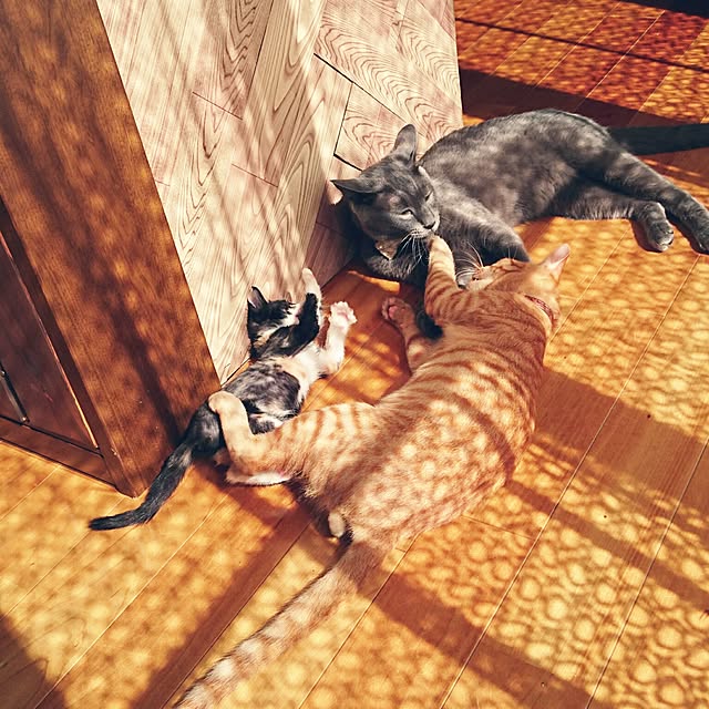 annさんの実例写真
