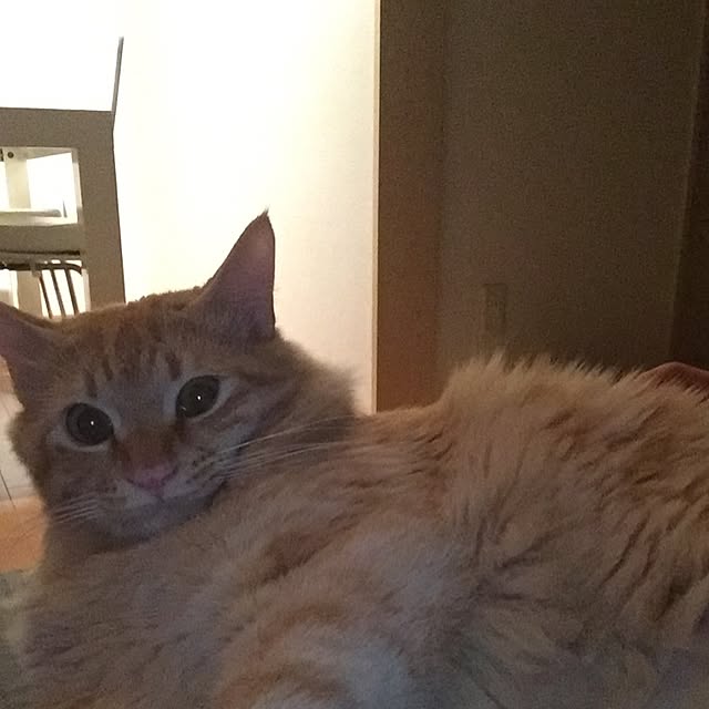 Ryokoさんの実例写真