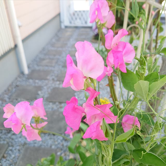 fleur-mamanさんの部屋