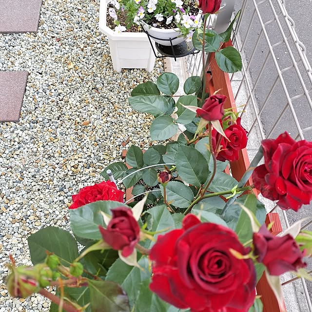 apoさんの部屋