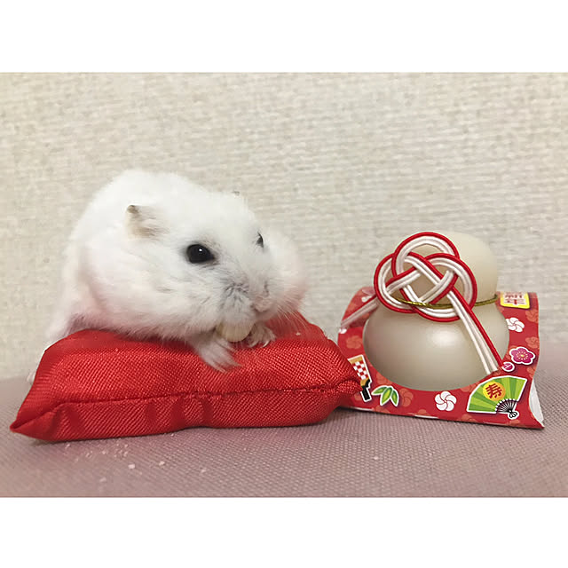 myuuさんの実例写真