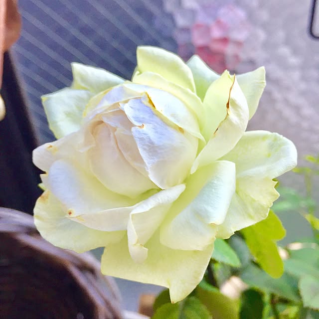 Naomiさんの実例写真