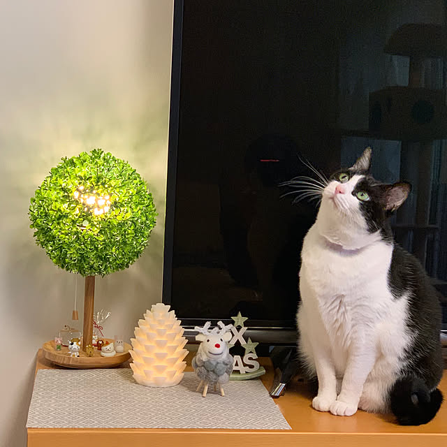 bikkeさんの実例写真