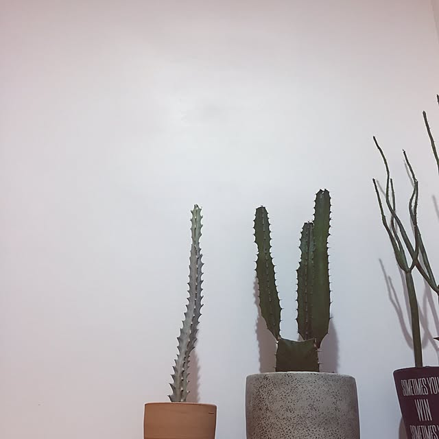 ultraさんの実例写真