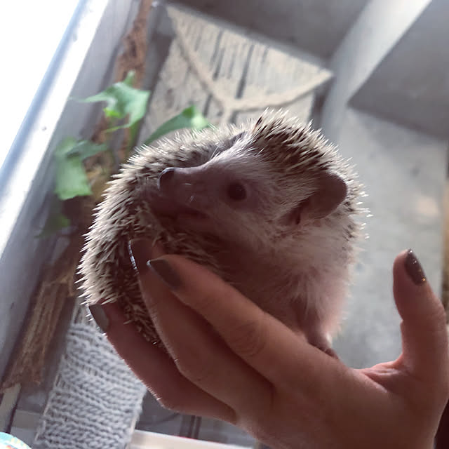 Chikakoさんの実例写真