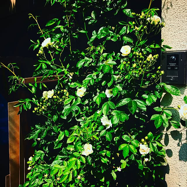susanさんの実例写真