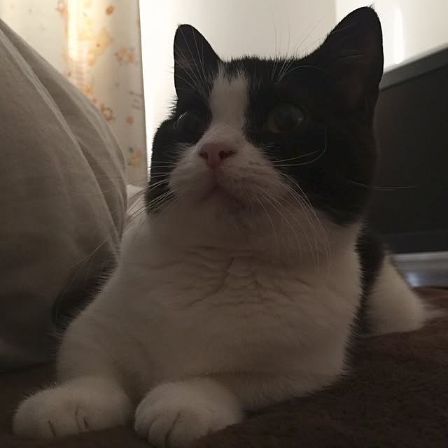 butachanさんの実例写真