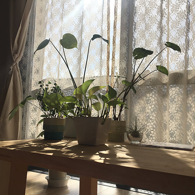 実例写真