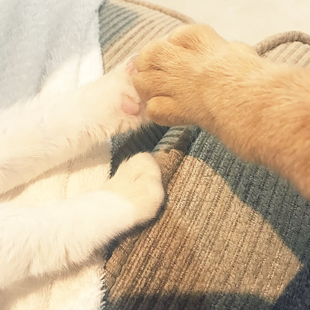 kou-kitiさんの実例写真