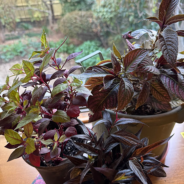 mamizaさんの部屋