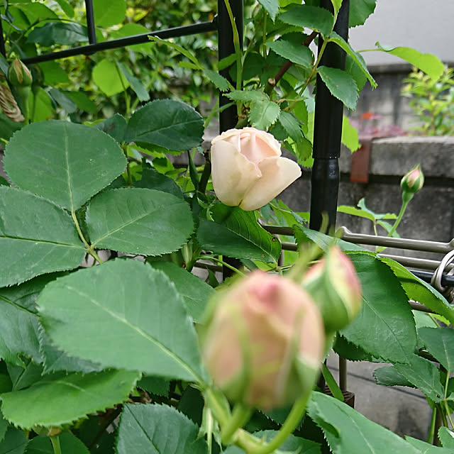 RUIさんの実例写真