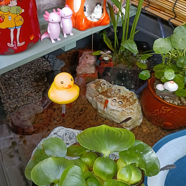 kana_ciiさんの実例写真