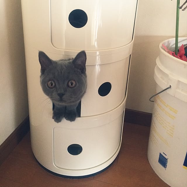 Shojiさんの実例写真