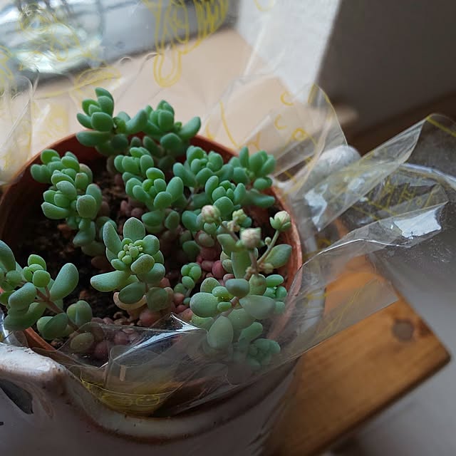 KOHAKUさんの部屋