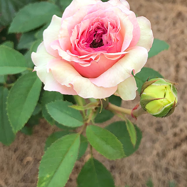 tomoさんの部屋