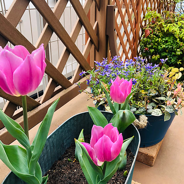 wannwann_dogcafeさんの部屋