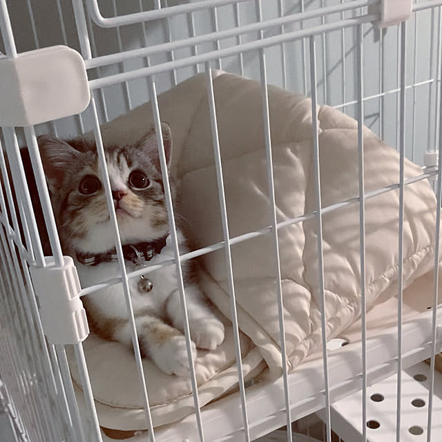 mouseさんの実例写真