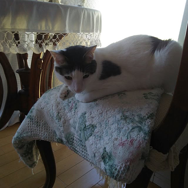 sakuraさんの実例写真