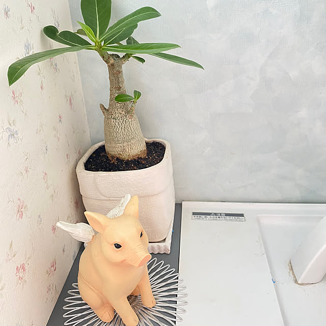 sukkorobiさんの実例写真