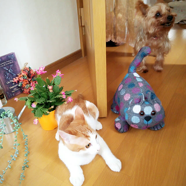 mcomcoさんの実例写真