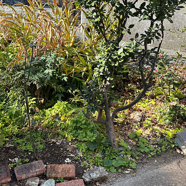 SIELUさんの部屋