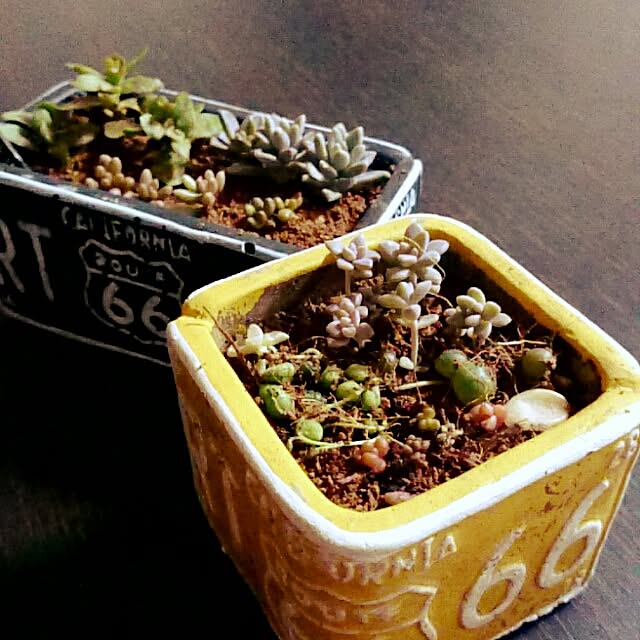 部屋全体/多肉植物/多肉植物寄せ植え/男前のインテリア実例 - 2016-04-13 18:13:55