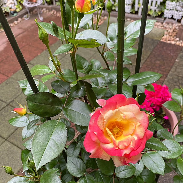 RoseLife5818さんの部屋