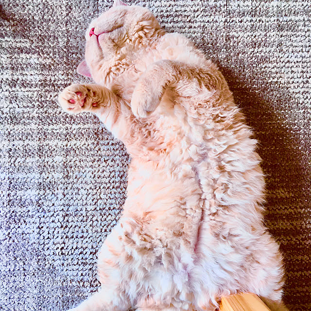 naokoさんの実例写真