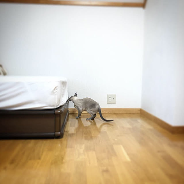 mujinekoさんの実例写真