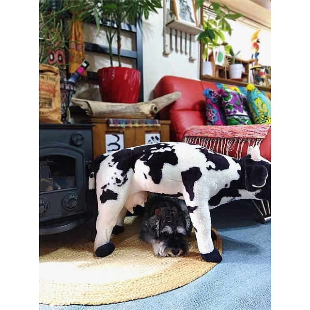 bonitoさんの部屋