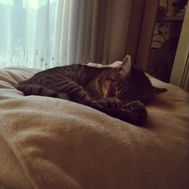 lilyさんの実例写真
