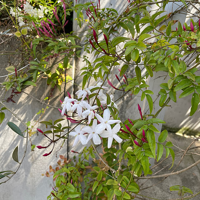 hanatomidorinoheyaさんの部屋