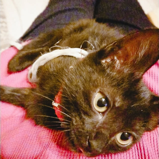 実例写真